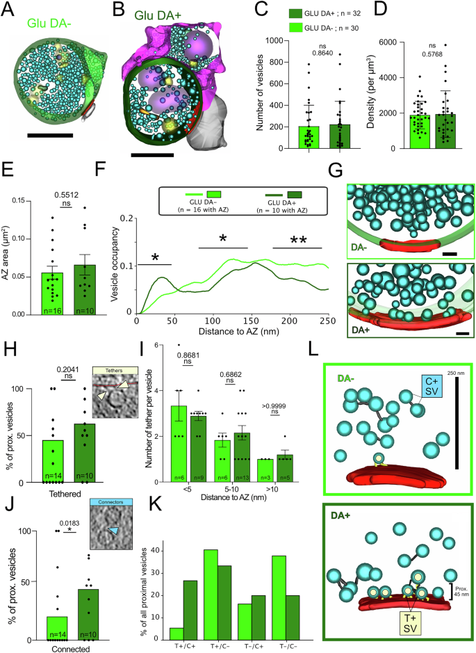 Fig. 6: Comparison of GLU synaptosomes connected or not to a DA terminal.