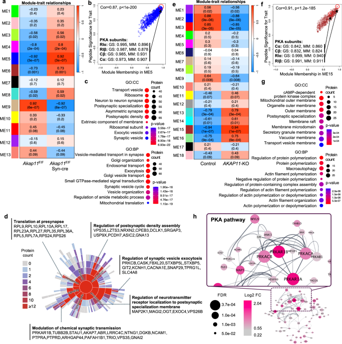 Fig. 2: Identification of co-regulation of cellular pathways upon AKAP11-deficiency through WGCNA.