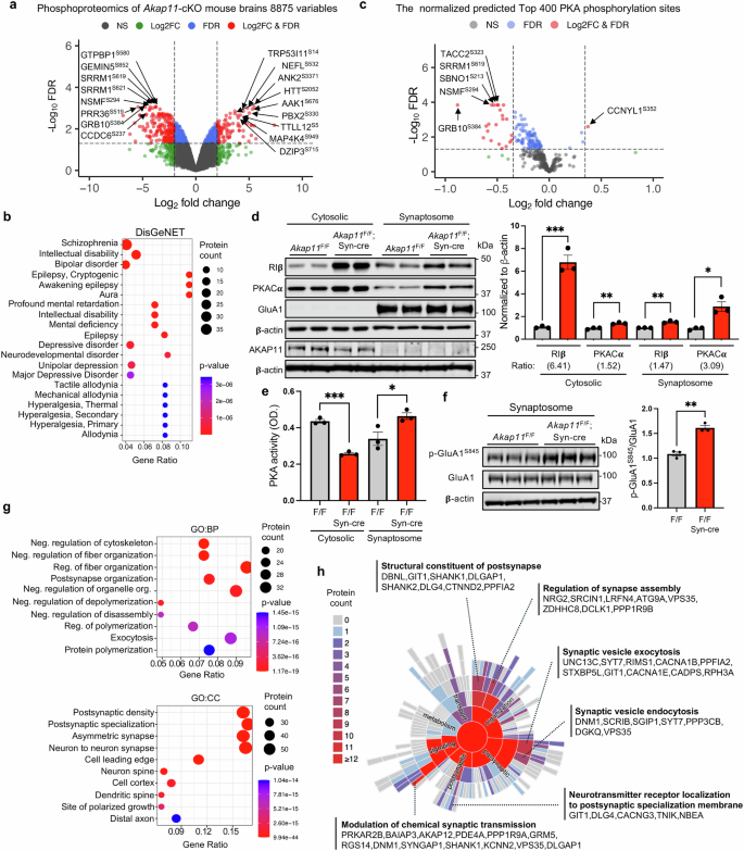 Fig. 3: Phosphoproteomics and PKA activity analysis of Akap11-cKO brain lysates.