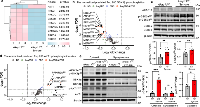 Fig. 4: GSK3α/β kinase activity analysis in Akap11-cKO brain lysates.