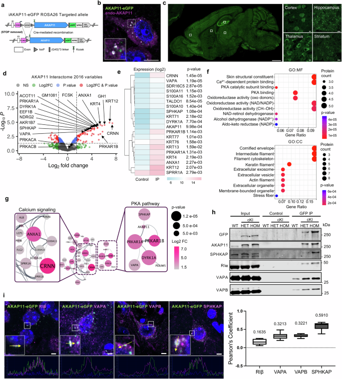 Fig. 5: Characterization of AKAP11 interactome in mouse CNS neurons.