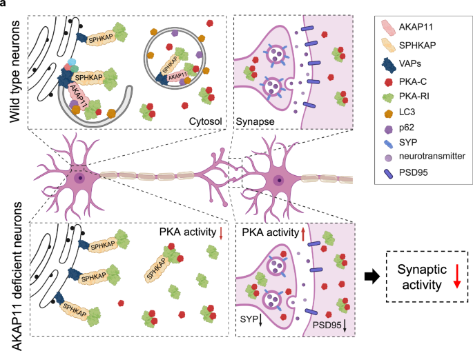 Fig. 8: Graphical summary of AKAP11-regulated PKA signaling and synaptic function.