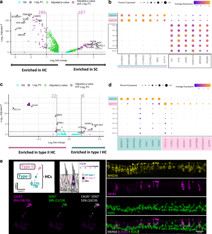 Fig. 3: Identification of marker genes for supporting cells, hair cells, and their subtypes.
