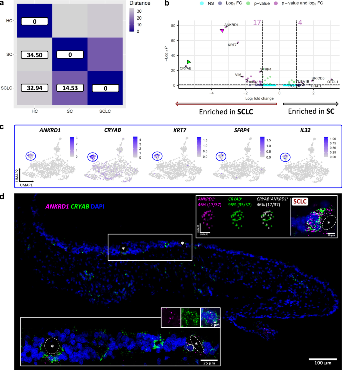 Fig. 5: Supporting cell-like cells and their cluster-defining markers.