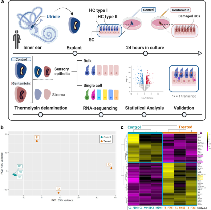Fig. 6: Experimental design, sample clustering, and response to damage using bulk RNA-seq.