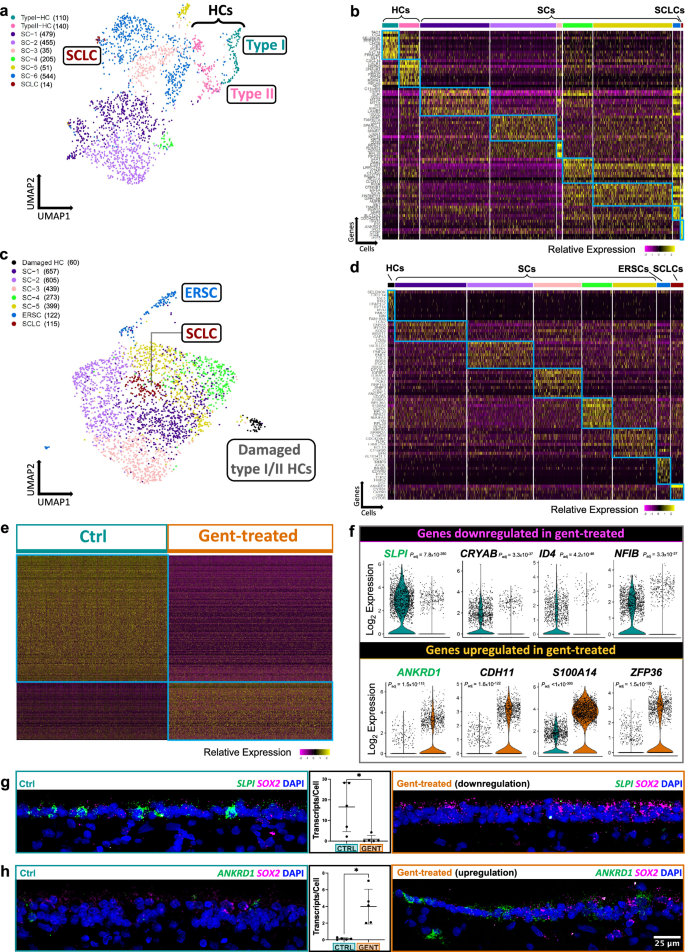 Fig. 7: Examining the damage paradigm using scRNA-seq: cell clustering and differentially expressed gene validations.
