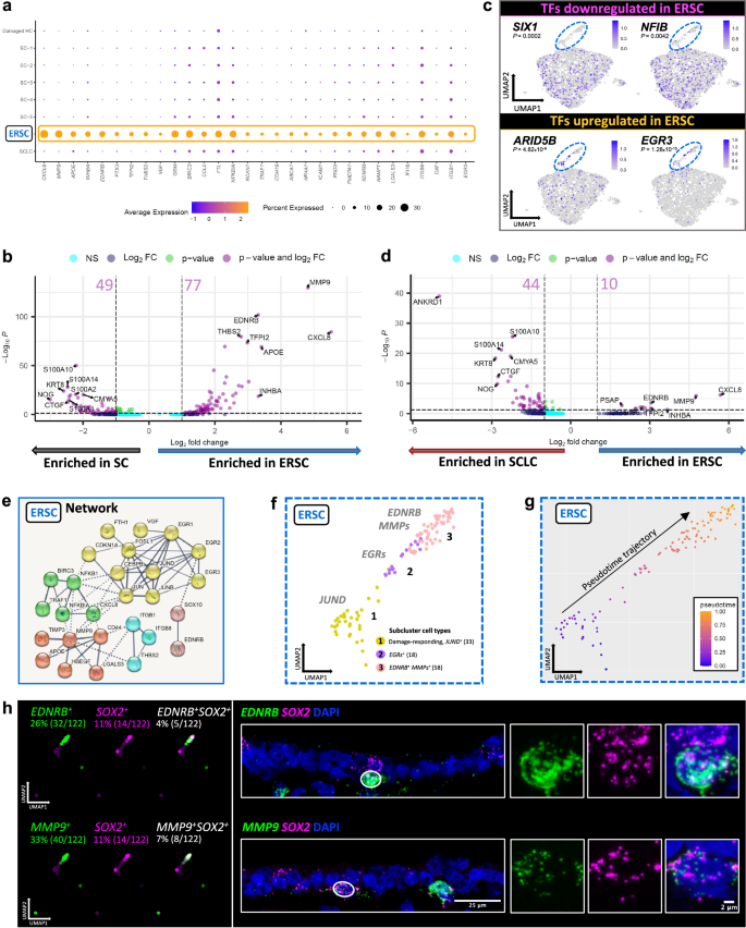Fig. 8: Differential expression analysis and in situ validation of early-responding supporting cells.
