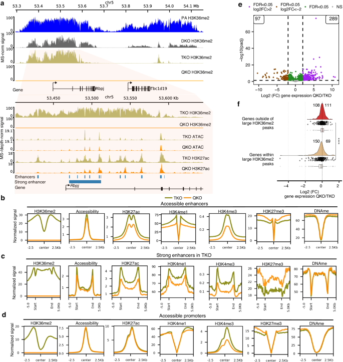 Fig. 1: Loss of NSD3-dependent H3K36me2 leads to reduced enhancer activity and downregulation of targeted genes.