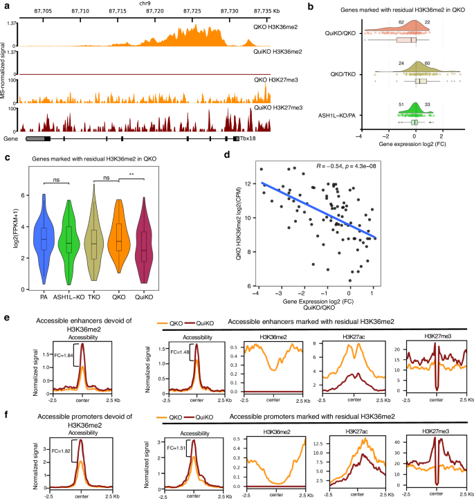 Fig. 2: Loss of ASH1L-mediated H3K36me2 results in the downregulation of genes marked by H3K36me2, decreased H3K27ac and increased H3K27me3 at cis-regulatory elements.