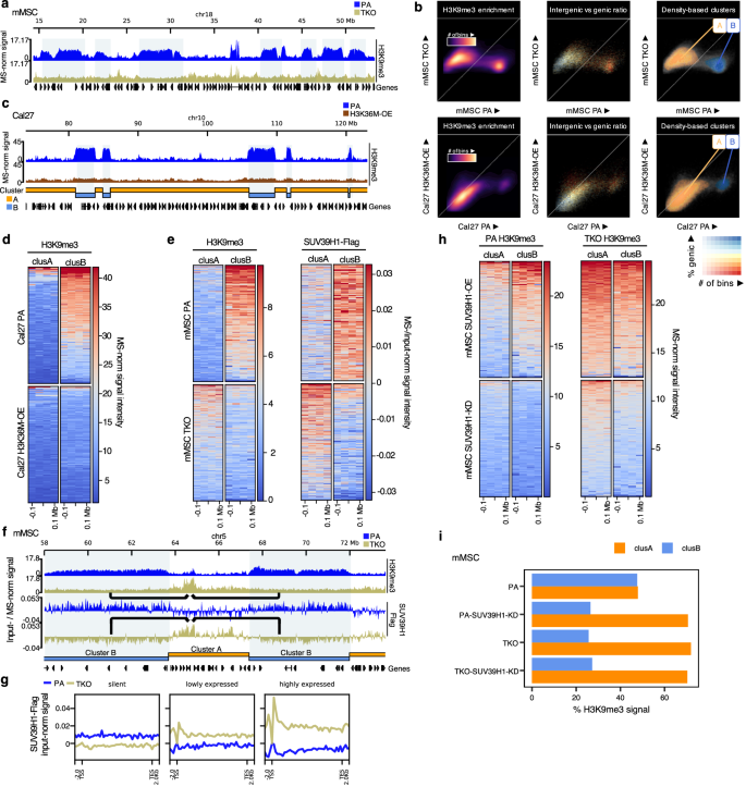Fig. 5: Loss of H3K36me leads to a redistribution of SUV39H1-mediated H3K9me3 from heterochromatic regions to euchromatin.