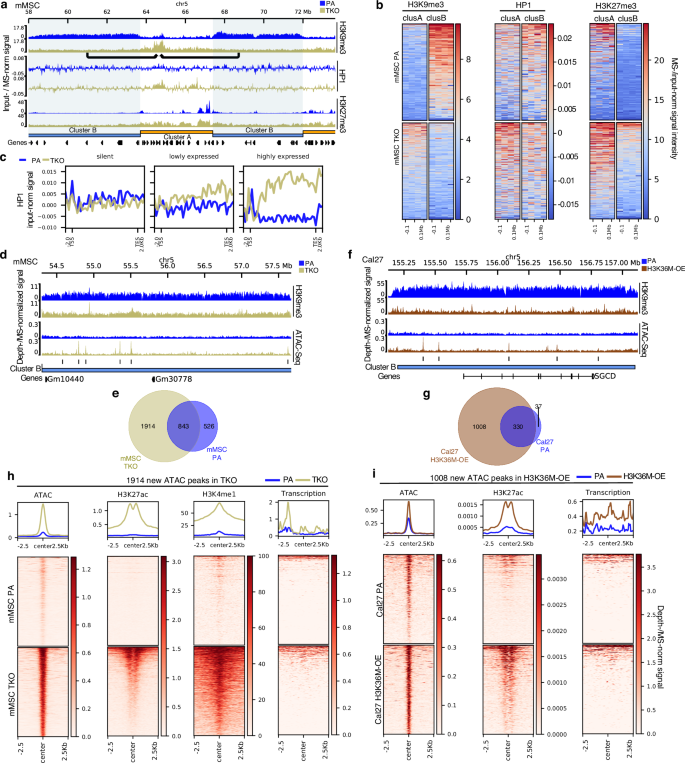 Fig. 6: Loss of H3K9me3 in previously inactive heterochromatin leads to epigenome restructuring.