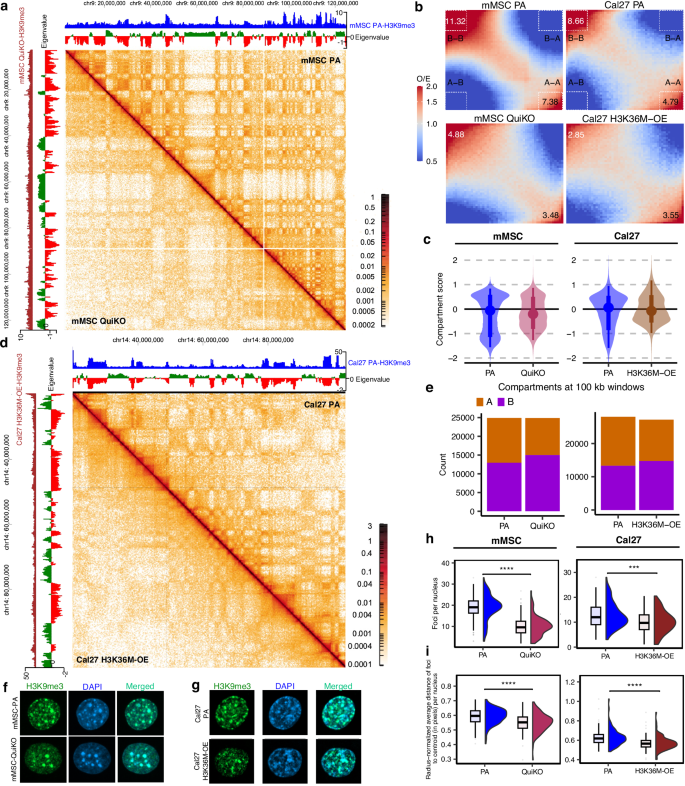 Fig. 8: Depletion of H3K36me results in decreased nuclear compartmentalization.