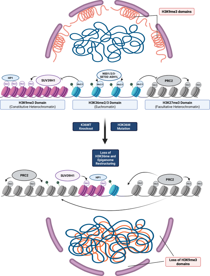 Fig. 9: Schematic model for H3K36me-mediated epigenome integrity.