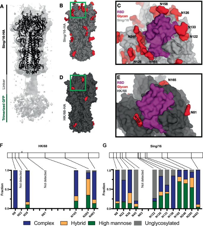 Fig. 2: Glycan shield composition and disposition of Sing/16 and HK/86 using cryo-EM and site-specific MS analysis showing changes over time.