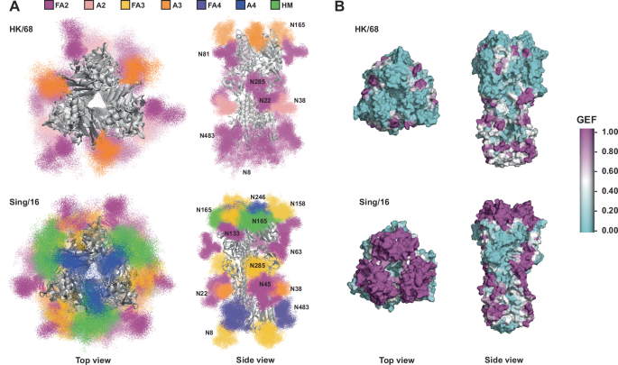 Fig. 3: Glycan shield analysis via high throughput ensemble modeling indicate increase of glycan surface area over time.