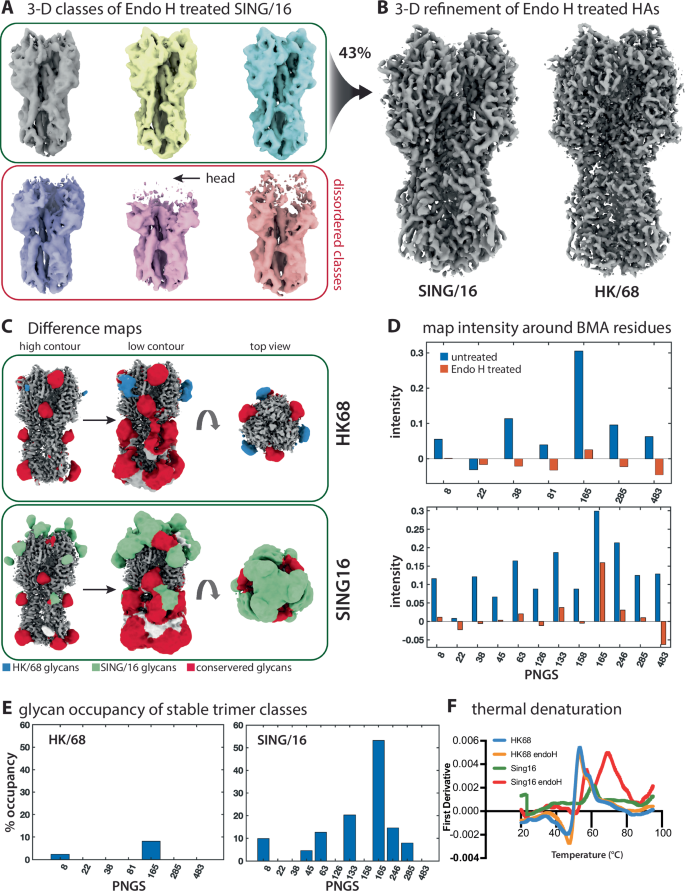 Fig. 5: Enzymatic deglycosylation by endo H treatment destabilizing Sing/16 HA.