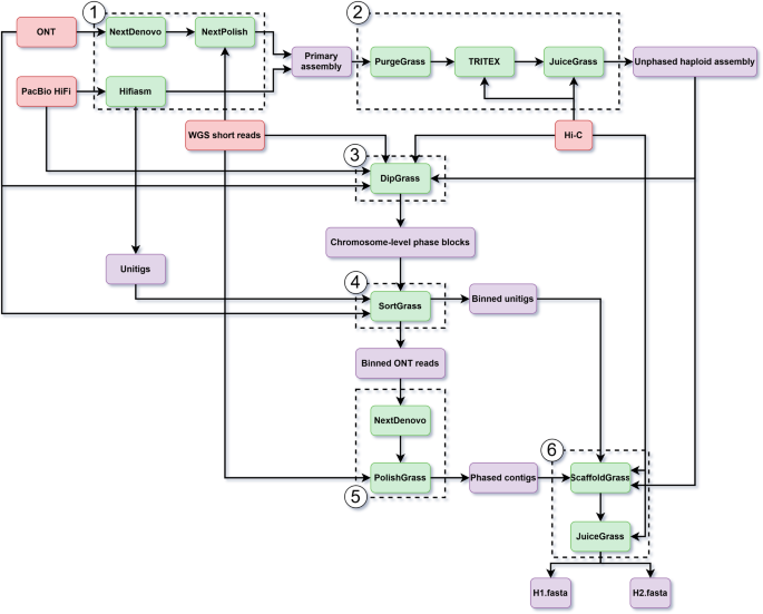 Fig. 1: Overview of the PhaseGrass workflow with red, green and purple rectangles indicating input data, computational tools and output results of the workflow, respectively.