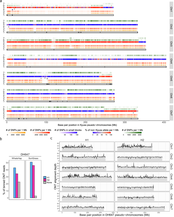 Fig. 2: Phasing results for the Lolium perenne genotype DH647.