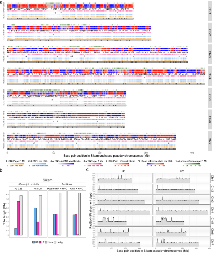 Fig. 3: Phasing results for the Lolium multiflorum genotype Sikem.