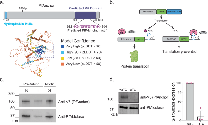 Fig. 1: PfAnchor is an essential conserved Plasmodium protein expressed through the asexual life cycle.