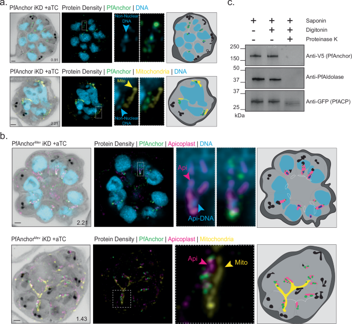 Fig. 2: PfAnchor localizes to the cytoplasmic side of the apicoplast outer membrane.