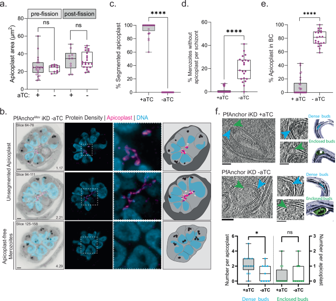 Fig. 4: PfAnchor is required for apicoplast division and inheritance but not biogenesis.