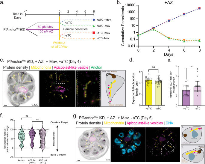 Fig. 5: Disruption of apicoplast branching rescues PfAnchor-deficient parasites, while apicoplast-like vesicle distribution along mitochondria remain unchanged.