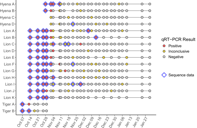 Fig. 1: SARS-CoV-2 RNA was persistently detected in tigers, lions and hyenas by qRT-PCR followed by next-generation sequencing.