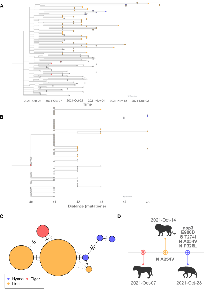 Fig. 2: A single introduction of SARS-CoV-2 lineage AY.20 was transmitted from tigers to lions to hyenas.