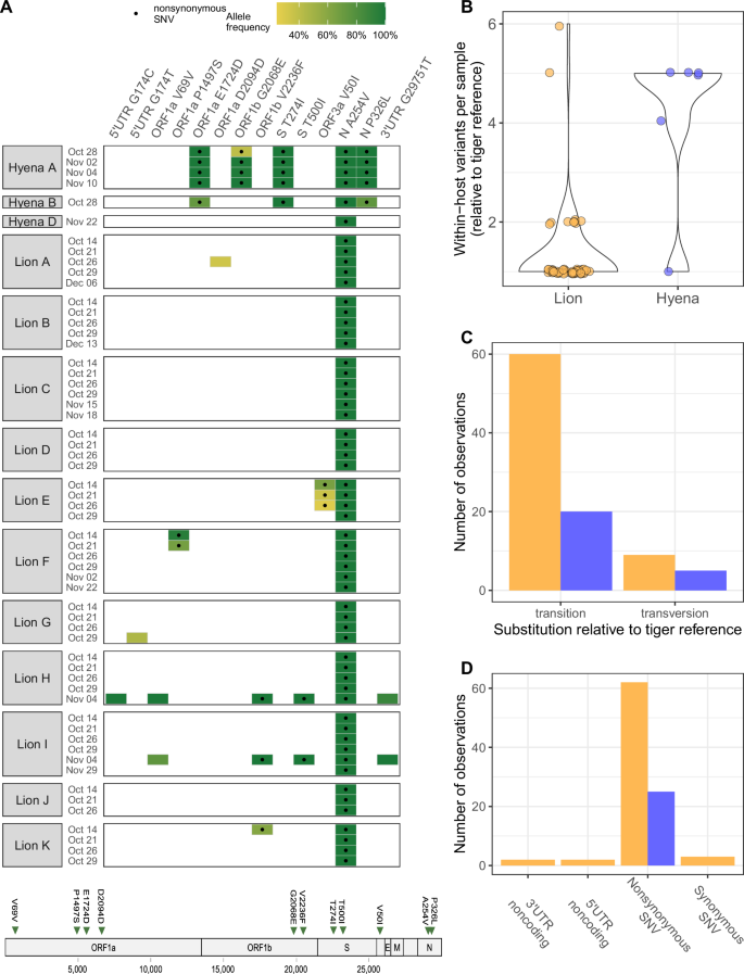 Fig. 3: SARS-CoV-2 within-host variation in lions and hyenas varies by species.