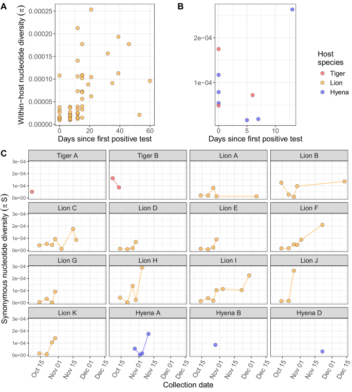 Fig. 4: SARS-CoV-2 within-host populations underwent expansion and diversification over time.