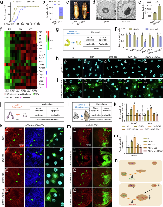 Fig. 1: Blocking CtBP induces apoptosis by inducing the expression of E93.