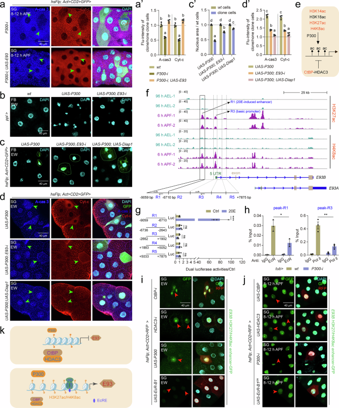 Fig. 3: P300-CtBP/HDAC3 modulates H3K27ac/H4K8ac homeodynamics in the E93 enhancer and promoter.