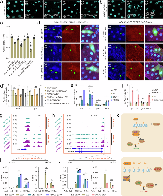 Fig. 4: P300-CtBP/HDAC3 modulates H3K14ac/H4K8ac homeodynamics in the rpr and hid promoters.