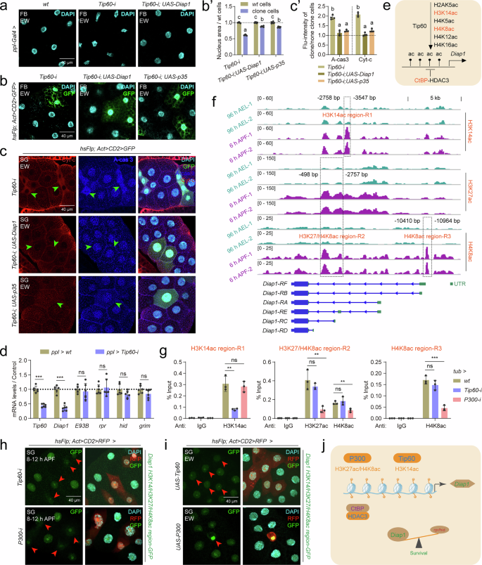 Fig. 5: Tip60/P300-CtBP/HDAC3 modulates H3K14ac/H3K27ac/H4K8ac homeodynamics in the Diap1 promoter.