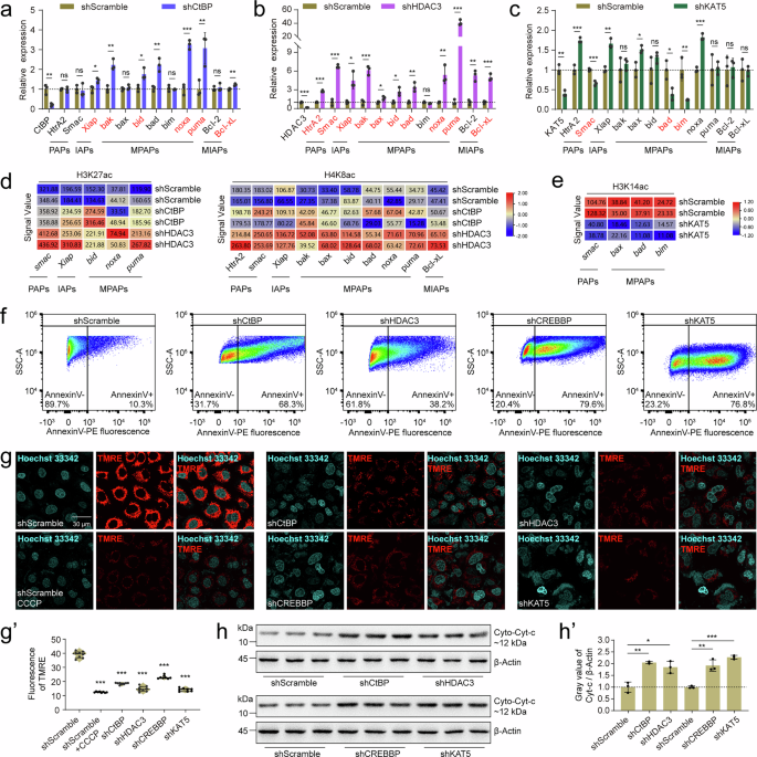 Fig. 6: Histone acetylation homeodynamics finely regulates PAP/MPAP and IAP/MIAP expression in mammalian cells.