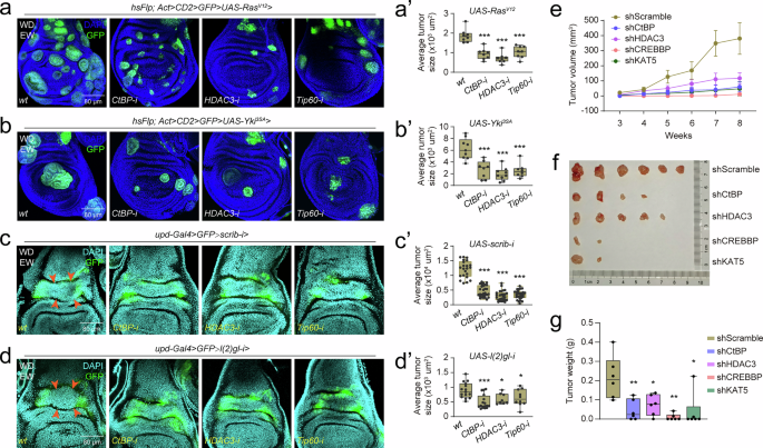 Fig. 7: Disruption of histone acetylation homeodynamics attenuates tumorigenesis in Drosophila and mice.