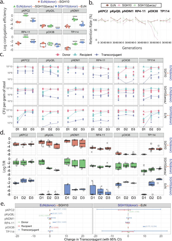 Fig. 1: In vitro and in vivo characterization of plasmid transfer efficiency.