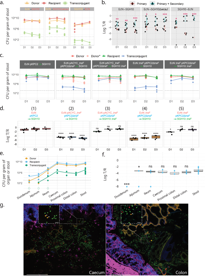 Fig. 2: The role of transconjugant-to-recipient transfer in plasmid conjugation.