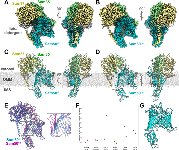 Fig. 1: Cryo-EM structures of the SAM complex purified in detergent reveal a dynamic lateral gate.