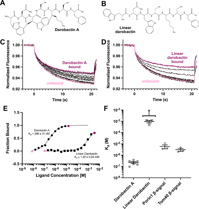 Fig. 2: Darobactin A binds the SAM complex with higher affinity than linear darobactin.