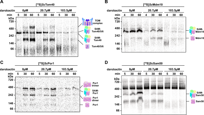 Fig. 3: Darobactin A inhibits mitochondrial β-barrel biogenesis in vitro.