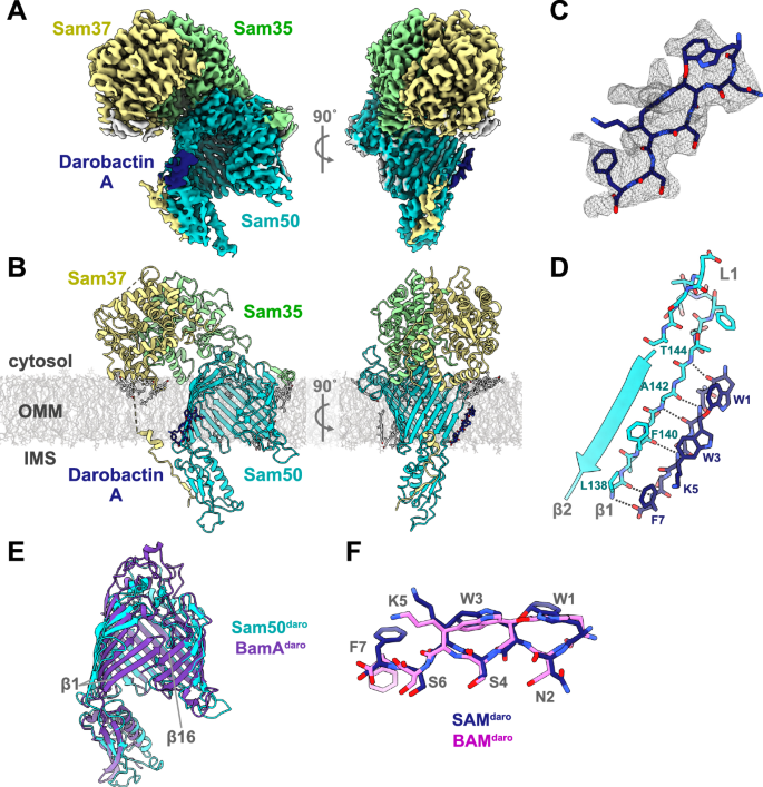 Fig. 4: Structure of the T. thermophilus SAM complex bound to darobactin A.