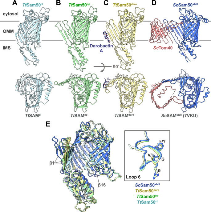 Fig. 5: Structural comparison of SAM complex interacting with darobactin A versus Tom40 folding intermediate.