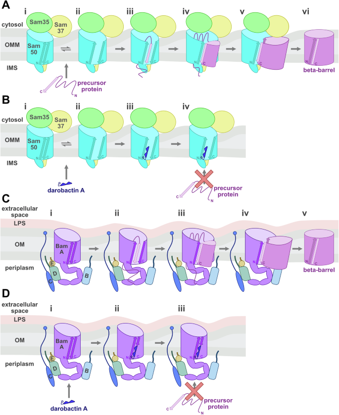 Fig. 6: Proposed functional mechanism of darobactin A inhibition of SAM complex in vitro.