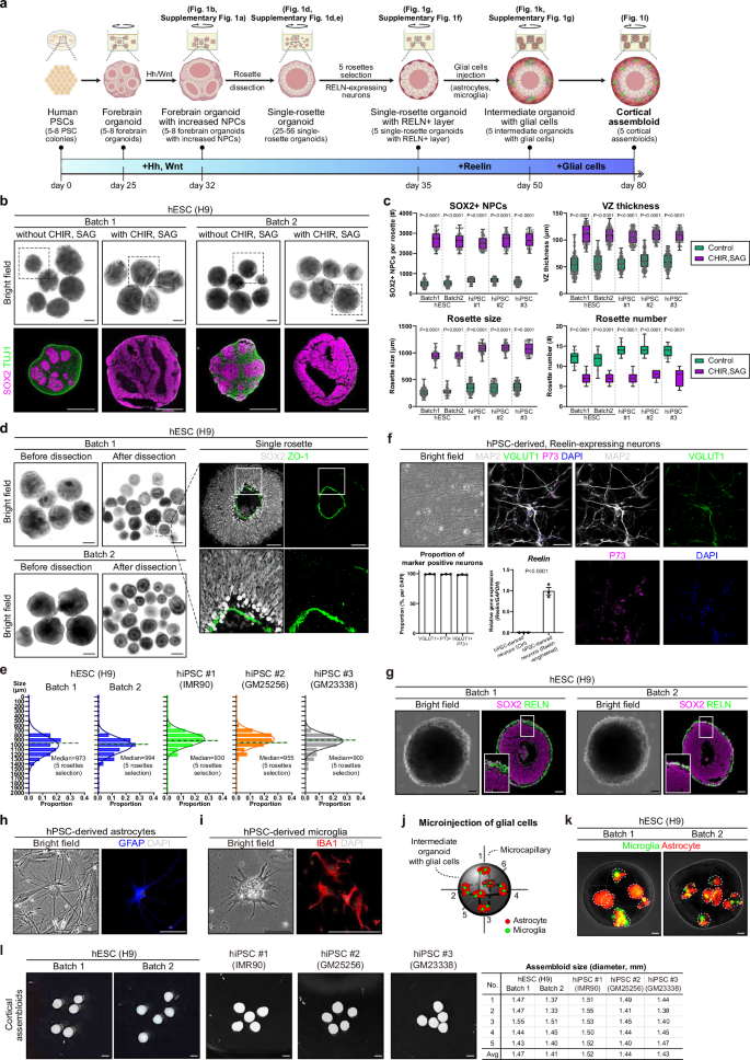 Fig. 1: A stepwise, modular design of building uniform human cortical assembloids.