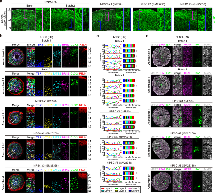Fig. 2: Cortical assembloids represent the six-layered cortical structure and contain functional glial cells.