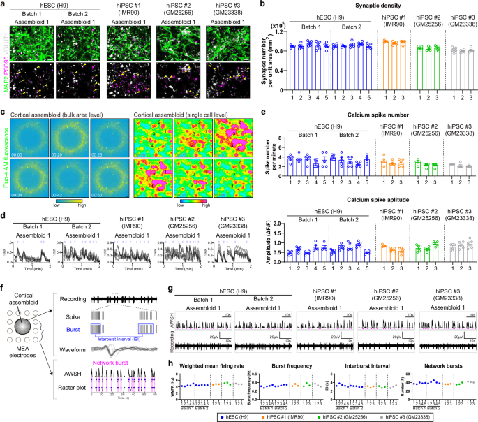 Fig. 3: Cortical assembloids represent the functional connectivity.