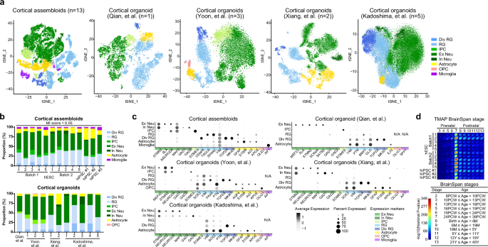 Fig. 4: Comparative scRNA sequencing analysis of cell composition and gene transcriptome of cortical assembloids.