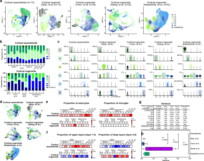 Fig. 5: Cortical assembloids represent the distinct neuronal cell populations of the six cortical layers of the human brain.
